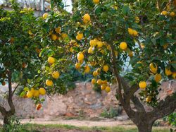 L&rsquo;entretien du citronnier