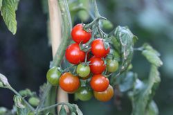 Tomates OpenSky&reg;, tomate rouge, tomate r&eacute;sistante, tomate d