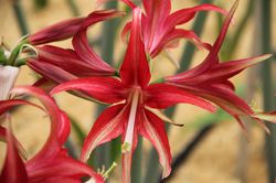 Amaryllis kaufen Lubera