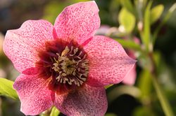 Hell&eacute;bores, Helleborus Tutu Lubera