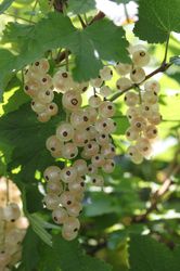 Planter des groseilliers blancs Ribest Glasperle Lubera