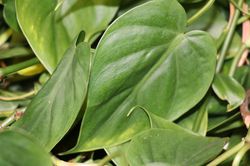 Philodendron vermehren, Baumfreund, Aronstabgew&auml;chs, grosse Zimmerpflanzen