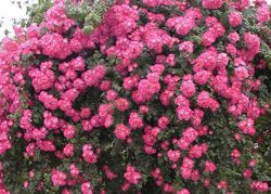 Planter des rosiers lianes, Rosier American Pillar Lubera