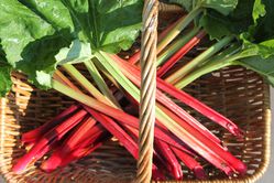 R&eacute;colter la rhubarbe Rhubarbe Himbeerrot Lubera