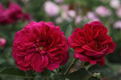 Acheter des rosiers en pot chez Lubera - Rosier Darcey Bussell