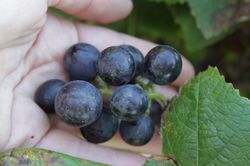 Les raisins sont-ils bons pour la sant&eacute;&nbsp;? - une vue d&rsquo;ensemble