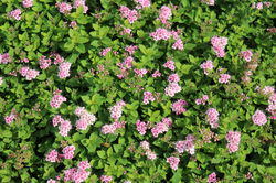 Spiraea japonica little princess Spierstrauch Lubera, Zwergspiere