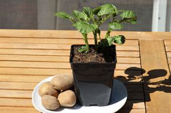 Acheter des plants de l&eacute;gumes Pommes de terre et plant de pommes de terre Lubera