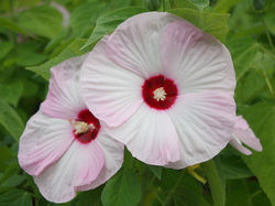 Acheter un hibiscus des marais, Hibiscus moscheutos, HIBISCUS moscheutos subsp. palustris