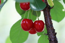Cerisier arbustif Valentine Lubera