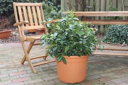 Fresh-T Echter Gartentee Camellia sinensis Lubera