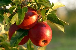 Vari&eacute;t&eacute;s de pommes sucr&eacute;es Photo de couverture pixabay