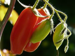 Acheter des graines de tomates - Lubera&reg; Shop