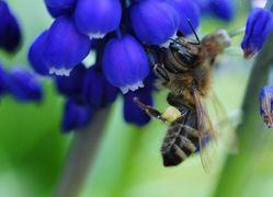 Acheter du Muscari (Muscari) Lubera