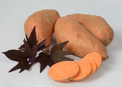 Zier-S&uuml;sskartoffeln kaufen Treasure Island Manihi Ipomea batatas Manihi Lubera