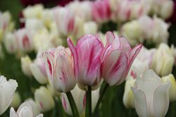 tulipes pluriflores, Lubera
