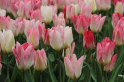 Bulbes de fleurs parfum&eacute;es Tulpe Purissima Lubera