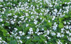 photo Veilchen Lubera Viola sororia Albiflora