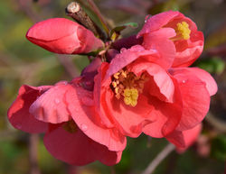 photoquince Lubera Pixabay