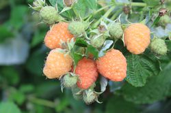 Framboises naines, fruitier nain, lowberries, Rubus idaeus, Lowberries&reg; Little Orangelina, Rubus idaeus
