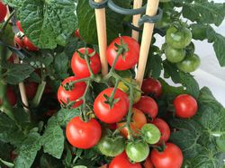 Plant de Tomates de balcon