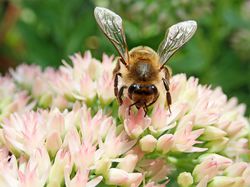 Insektenfreundliche Stauden Sedum Biene