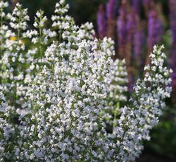 Calament nepeta