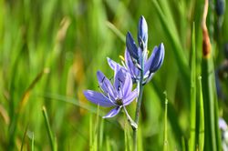 Acheter des Camassia Lubera
