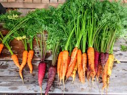 Acheter des graines de carottes chez Lubera
