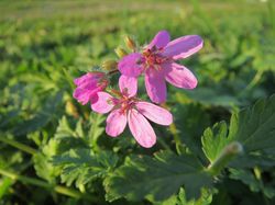 Erodium, bec-de-grue