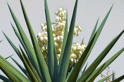 Yucca filamentosa, Lubera