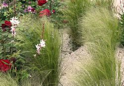 Acheter une Stipa