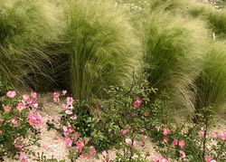 Acheter une Stipa