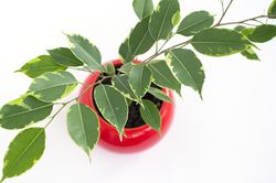 Ficus Zimmerpflanzen Lubera Shop