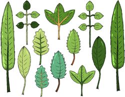 genre, d&eacute;finition, feuilles, feuillage, botanique