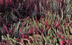 Heidekraut, Winter, Herbst, Calluna