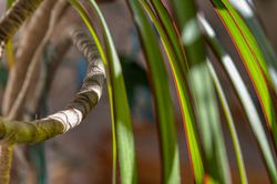 Zimmerpflanze, Drachenbaum, Dracena, grosse zimmerpflanzen