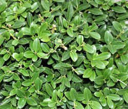 photo-Hecke kaufen