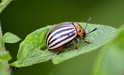 Lutte contre le doryphore, doryphore des pommes de terre, Leptinotarsa decemlineata