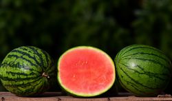 Past&egrave;ques sans p&eacute;pins, Citrullus lanatus, Lubera
