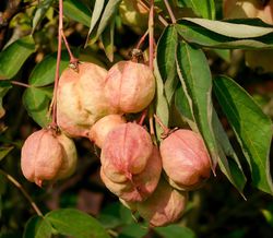 Faux pistachier, staphylea pinnata