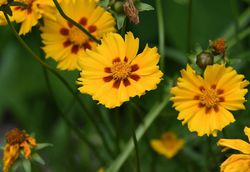 Acheter un Coreopsis Jardinerie en ligne Lubera