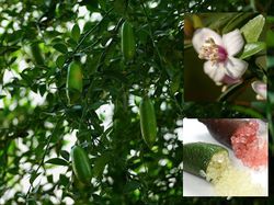 Acheter un citron caviar australien, citron caviar, Microcitrus australasica jardinerie Lubera