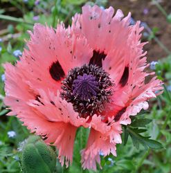 Fleur de pavots Papaver orientale