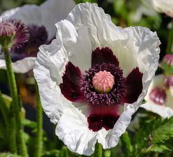 Fleur de Pavots - Papaver orientale