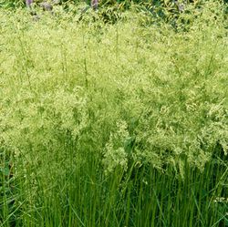 Acheter une Deschampsia cespitosa