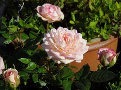 Rosiers en pot, rosier, Rosa