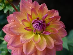 Acheter des dahlias d&eacute;coratifs, Lubera