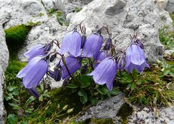 Plantes de rocaille vivaces Jardinerie Lubera