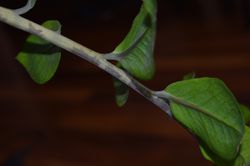 photo Zimmerpflanzen Schatten Zamioculcas Lubera